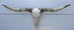 Grote schedel TEXAS STYLE LONGHORN 170 cm - ref. G, Ophalen, Nieuw, Boerderijdier, Schedel