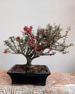 Cotoneaster Bonsai, Tuin en Terras, Bloeit niet, Halfschaduw, Minder dan 100 cm, Overige soorten