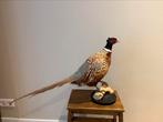 Opgezette fazant en Eend, Verzamelen, Dierenverzamelingen, Ophalen, Zo goed als nieuw, Vogel, Opgezet dier