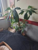 Madagascar Jewel - Euphorbia Leuconeura, Huis en Inrichting, Kamerplanten, Ophalen