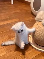 Silver shaded britse korthaar, Dieren en Toebehoren, Katten en Kittens | Raskatten | Korthaar, Kater, Ontwormd