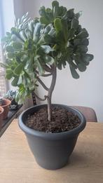 Prachtige Aeonium Arboreum, Ophalen of Verzenden, Overige soorten, Volle zon