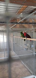 Koppel Edel papagaaien, Meerdere dieren, Papegaai, Geringd