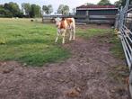 Roodbont vleesvee Vaarskalf en vale pink, Dieren en Toebehoren, Meerdere dieren