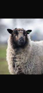 Te koop shetland schapen., Dieren en Toebehoren, Schapen, Geiten en Varkens, Vrouwelijk, Schaap