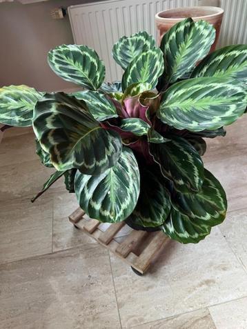 grote Calathea medaillon (pauwenplant) beschikbaar voor biedingen