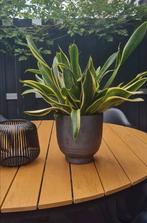 Grote Sansevieria plant inclusief PTMD bloempot., Huis en Inrichting, Ophalen, Overige soorten, Minder dan 100 cm