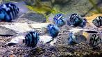blue polar parrot, Dieren en Toebehoren, Vis, Zoetwatervis