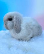 Superknap Minilop rammetje met stamboom, Mannelijk, Dwerg