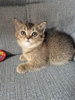 Britse korthaar kittens golden shaded LAATSTE POESJE, Meerdere dieren, Ontwormd, 0 tot 2 jaar
