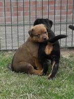 Kruising rottweiler x mechelse herder, België, Particulier, CDV (hondenziekte), 8 tot 15 weken