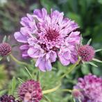 Scabiosa atropurpurea zaden, duifkruid, Tuin en Terras, Ophalen of Verzenden, Volle zon