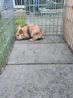 2 fluffy dwergkonijnen mannetje en vrouwtje, Dieren en Toebehoren, Konijnen, Meerdere dieren, Dwerg