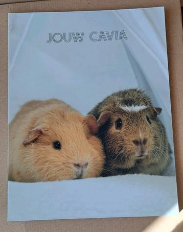 Jouw Cavia - Jeroen van Dongen beschikbaar voor biedingen