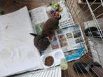 Chihuahua puppy's, langharig ,Choco, teefje en reutje, Dieren en Toebehoren, Honden | Chihuahua's en Gezelschapshonden, België