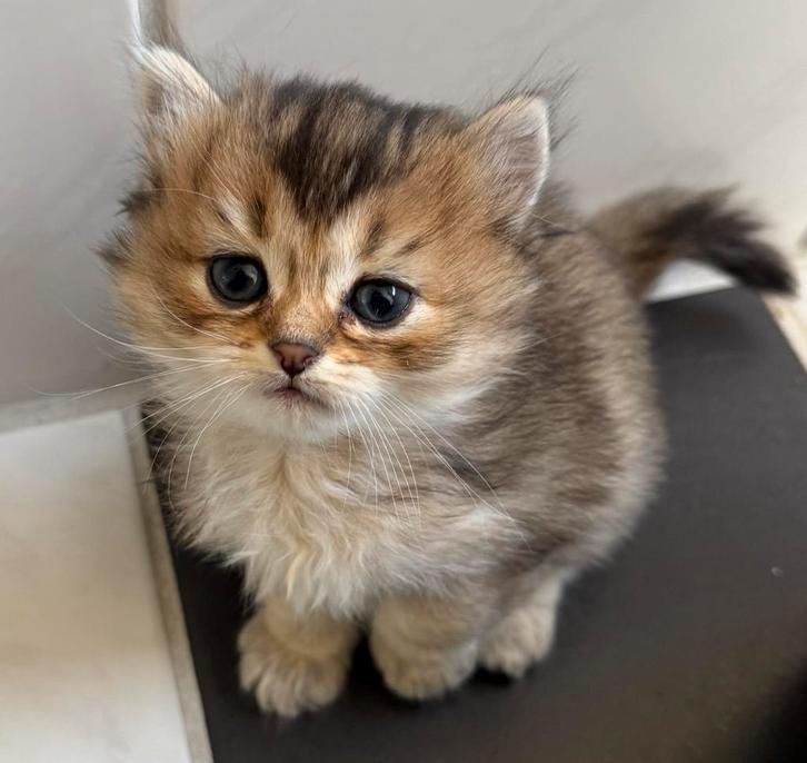 Britse Korthaar & Langhaar Kittens Black Golden Shaded, Dieren en Toebehoren, Katten en Kittens | Overige Katten, Langharig, Meerdere dieren