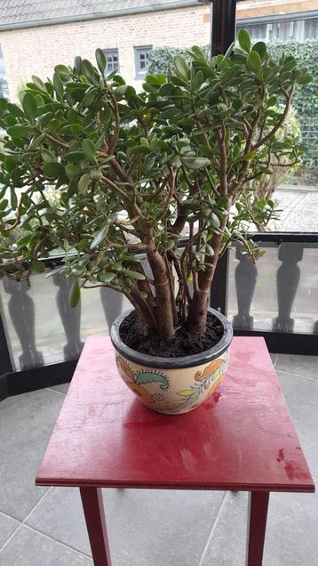 Lepeltjesplant (Crassula ovata) in pot beschikbaar voor biedingen
