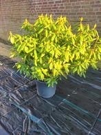 Grote rhododendrons xxl in meerdere kleuren, Ophalen of Verzenden