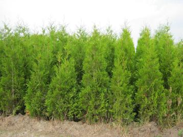 Thuja Brabant, sterke conifeer, 1,80 m hoog. Aanbieding!