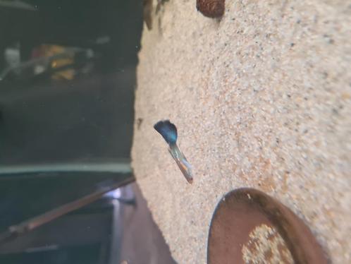 Gupjes mix te koop, Dieren en Toebehoren, Vissen | Aquariumvissen, Vis