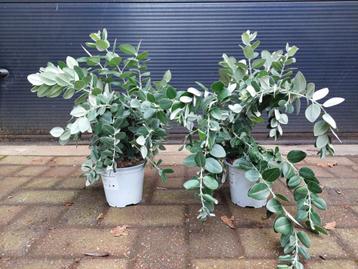 Metrosideros Excelsa - IJzerhoutboom / Pohutukawa H: 45 cm. beschikbaar voor biedingen