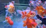 Handpick Oranda Goudvis leeuwenkop Ca + 17 cm / Koidreams, Vis, Zoetwatervis