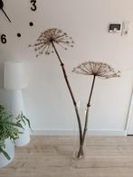 Grote berenklauw, Huis en Inrichting, Woonaccessoires | Droogbloemen, Ophalen, Nieuw