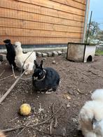 voedster, Dieren en Toebehoren, Konijnen, Meerdere dieren, Dwerg