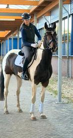 5 jarige merrie van Hennessy, Merrie, Dressuurpaard, 3 tot 6 jaar
