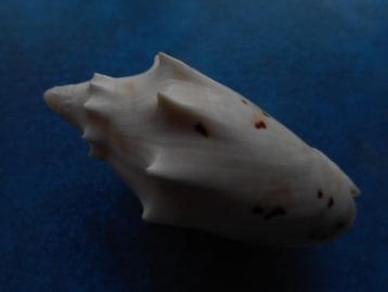 Schelpen: Voluta pulchra Sow. gem 57mm beschikbaar voor biedingen
