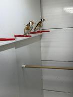 Parva putters mannen, Dieren en Toebehoren, Mannelijk, Wildzangvogel, Geringd