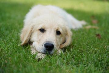 Golden retriever pup beschikbaar voor biedingen