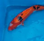 Koi karper, Dieren en Toebehoren, Karper of Koi