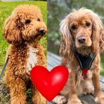 Verwacht; Cockapoo pups️, Dieren en Toebehoren, Parvo, 8 tot 15 weken, Meerdere, Meerdere dieren