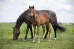 KWPN Hengstveulen Succession * Desperado, Dieren en Toebehoren, Paarden, Niet van toepassing, Dressuurpaard, 0 tot 2 jaar, Hengst