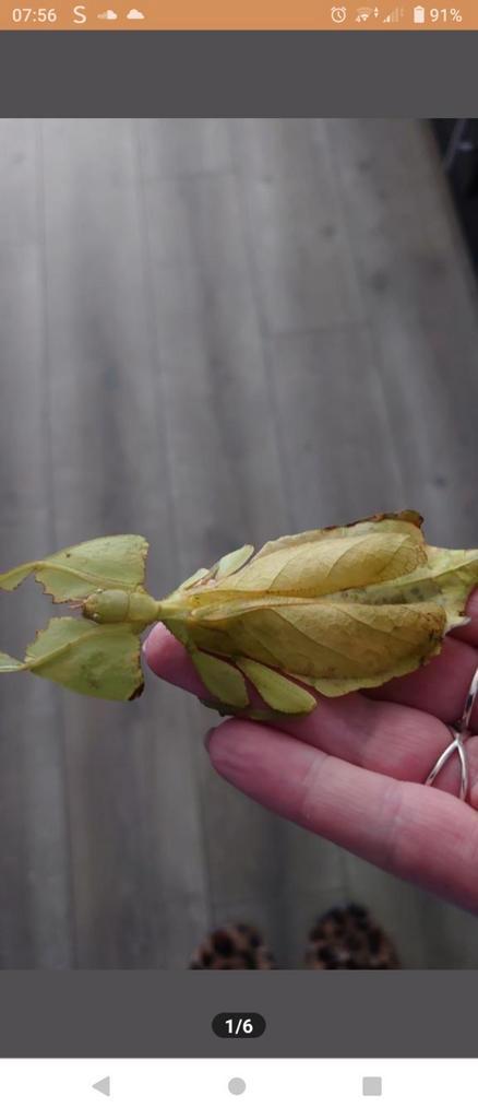 PSG 72 – Phyllium giganteum

wandelende bladeren, Dieren en Toebehoren, Insecten en Spinnen