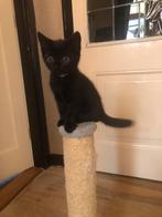 4 kittens 9 weken , 2 vrouwtjes 2 mannetjes., Dieren en Toebehoren, Katten en Kittens | Overige Katten, Meerdere dieren, Kortharig