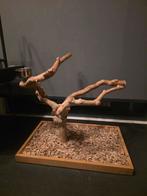 Javaboom in houten bak - voor papegaaien, Ophalen of Verzenden