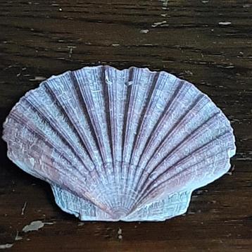 🐚2 Sint Jakobsschelpen 1 rode & 1 witte🏷️GRATIS beschikbaar voor biedingen