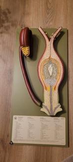 Botanisch model vintage Somso, Antiek en Kunst, Ophalen of Verzenden