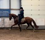Talentvol paard waar nog werk in zit, Dieren en Toebehoren, Merrie, Dressuurpaard, 3 tot 6 jaar, 165 tot 170 cm