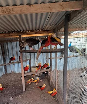 Diverse soorten FAZANTEN+PAUWEN+PARELHOENDER+SONNERATHOENDER beschikbaar voor biedingen