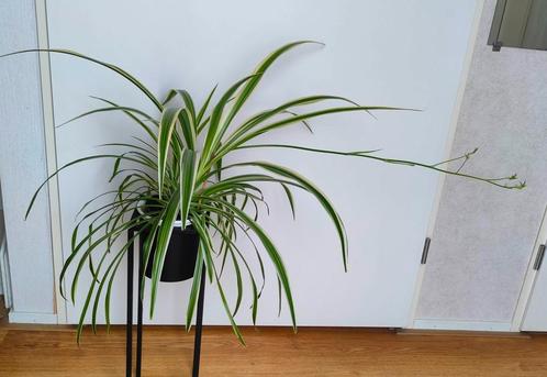 Graslelie Chlorophytum 'Ocean' 50 cm hoog met uitloper, Huis en Inrichting, Kamerplanten, Overige soorten, Minder dan 100 cm, Groene kamerplant