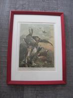 Roofvogels - grote antieke gravure, Ophalen of Verzenden