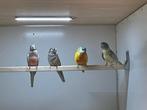 Te koop splendid parkieten/bourkes wegens beëindiging hobby, Dieren en Toebehoren, Vogels | Parkieten en Papegaaien, Meerdere dieren