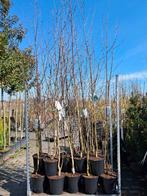 Meerstammige berken, witte berk, betula jacquemontii  250cm, Tuin en Terras, Planten | Bomen, In pot, Bloeit niet, Halfschaduw