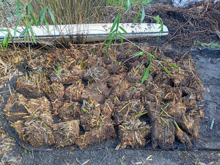 Gratis bamboe, Tuin en Terras, Planten | Tuinplanten, Vaste plant, Overige soorten, Halfschaduw, Bloeit niet, Ophalen