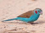 Te koop aangeboden Roodwang Blauwfazantjes geringd, Meerdere dieren, Tropenvogel, Geringd