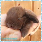 Choco Mini Lop Dwerghangoor konijntje, Dieren en Toebehoren, Meerdere dieren, Dwerg, Hangoor