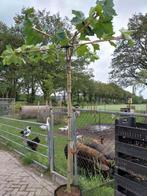 Dakplatanen,  plataan, dakboom, Ophalen, Volle zon